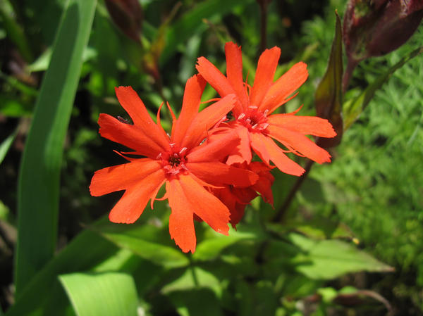 Lychnis Hage