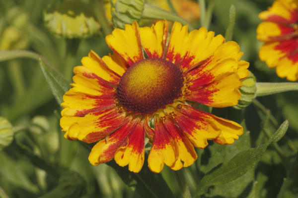 Gaillardia spinosa