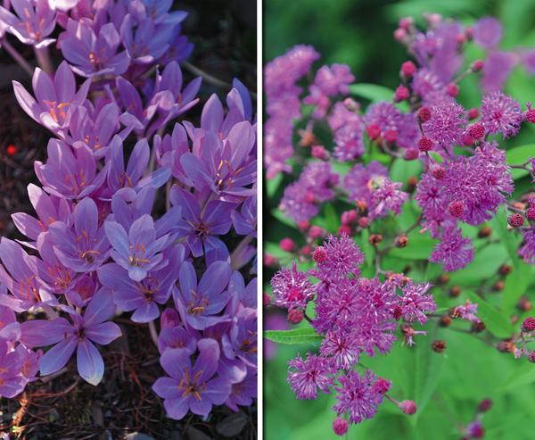 Lijevo: Colchicum (Colchicum). Desno: Vernonia arkansana