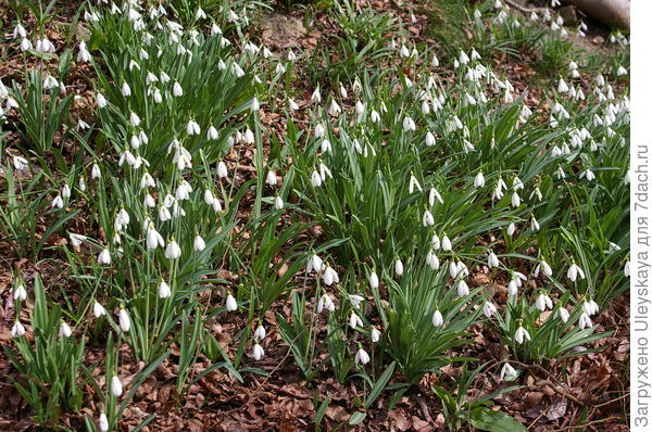 Galanthus presavijeni čistini u Nikitskom botaničkom vrtu (Vrt), fotografija autora