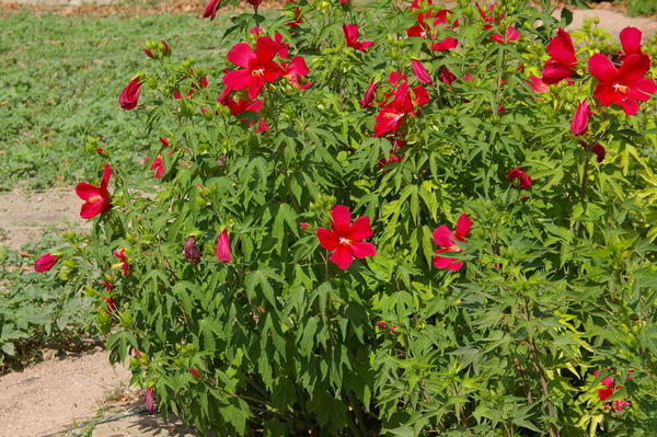 Hibridni hibiskus cvjeta u kasno ljeto. Fotografija autora