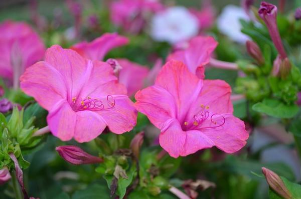 Mirabilis jalapa