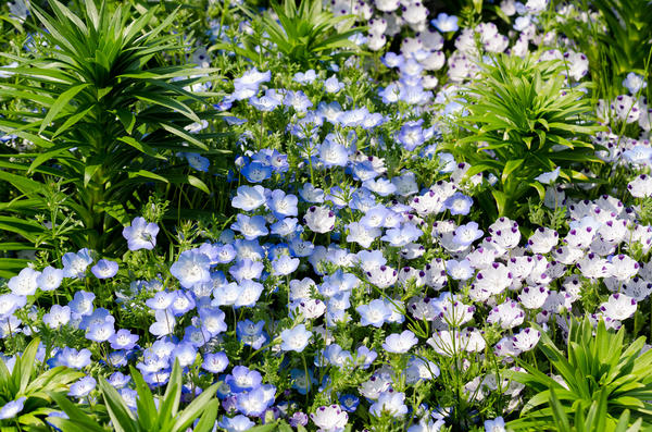 Nemophila - šarmantan ukras cvjetnjaka