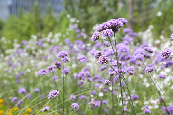 Verbena bonarensis