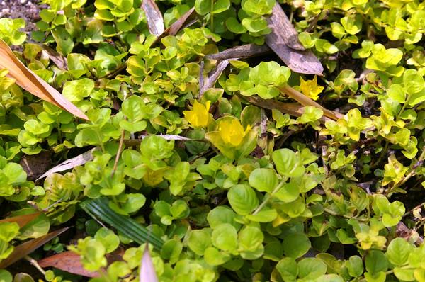 Loosestrife Aurea. Fotografija autora