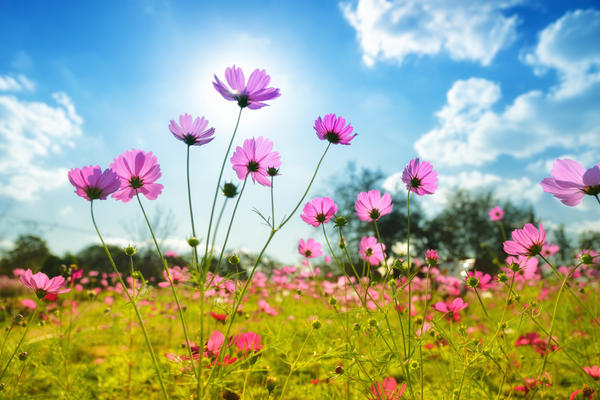 Cosmea - sunčani cvijet