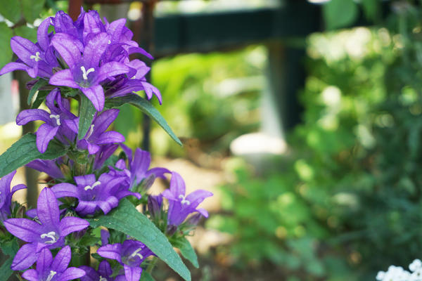 zvončić (Campanula latifolia)