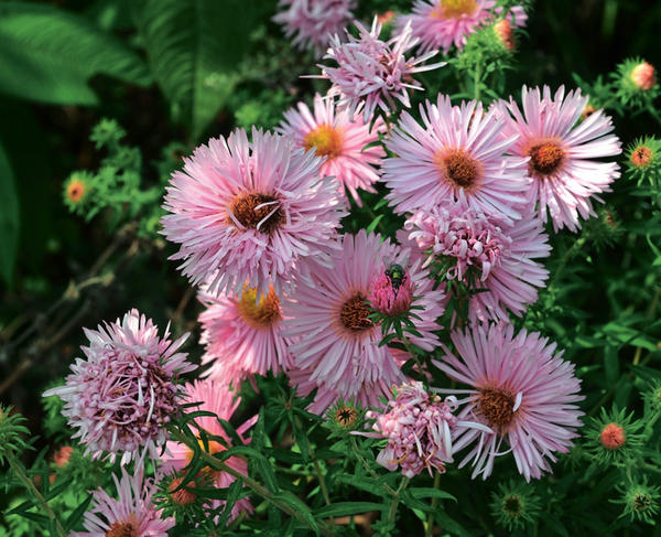 Symphiotrichum nova Engleska Rosa Sieger