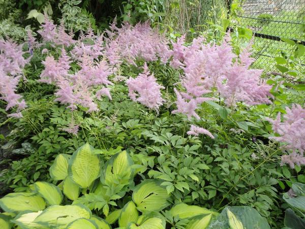 Ljepota astilbe osvaja sve više i više novih obožavatelja. Fotografija autora