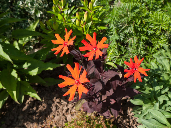 Arkwrightov Lychnis Vesuvius