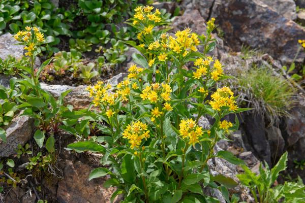 Zlatna šipka (Solidago virgaurea subsp.leiocarpa)