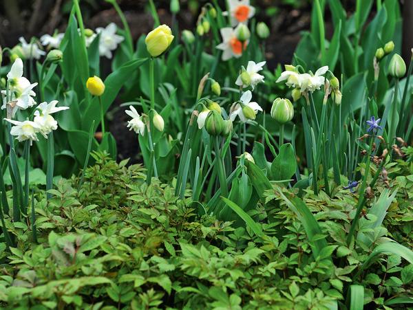 Astilba je vjeran prijatelj narcisa i tulipana