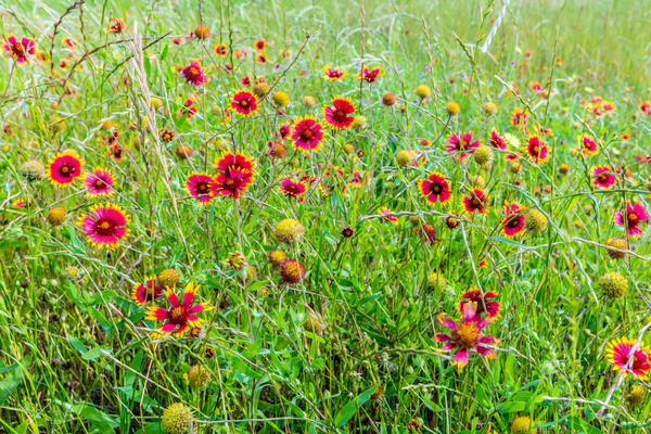 Gaillardias u prirodi