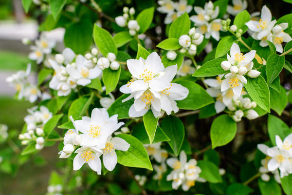 Krunasti jasmin ili vrtni jasmin (Philadelphus coronarius) odličan je izbor za mirisnu živicu.