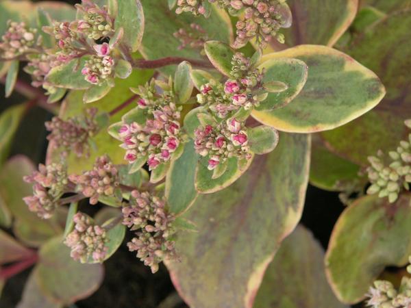 Obični sedum &amp;amp;amp;amp;amp;amp;lsquo;Diamond Edge&amp;amp;amp;amp;amp;amp;amp;rsquo;