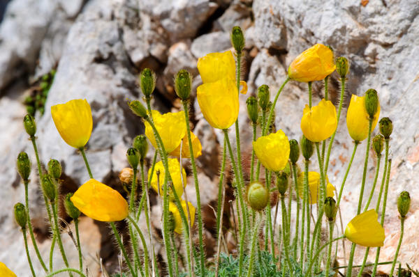 Alpski mak (Papaver alpinim)