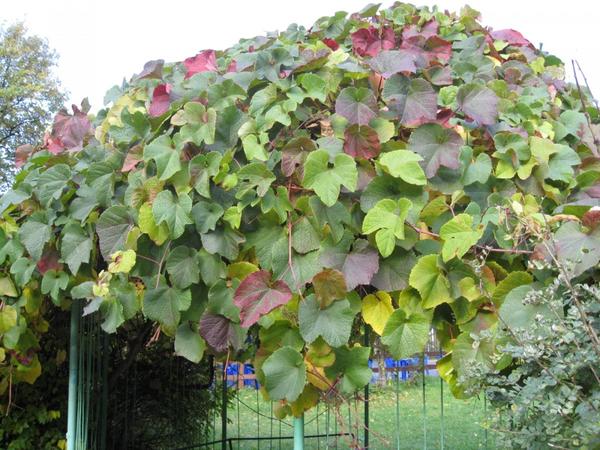 Amursko grožđe (Vitis amurensis). Fotografija sa stranice treespk.ru