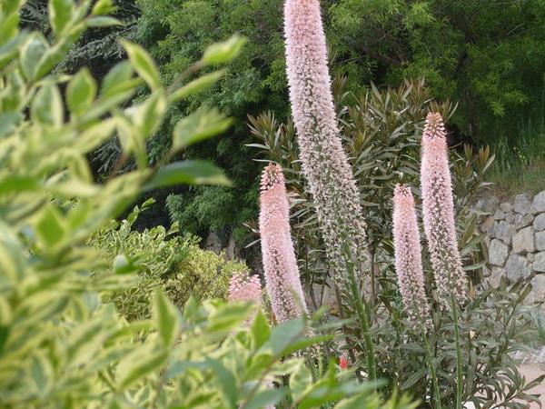 Eremurus u cvjetnjaku