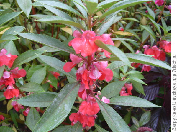 Impatiens impatiens cvjeta