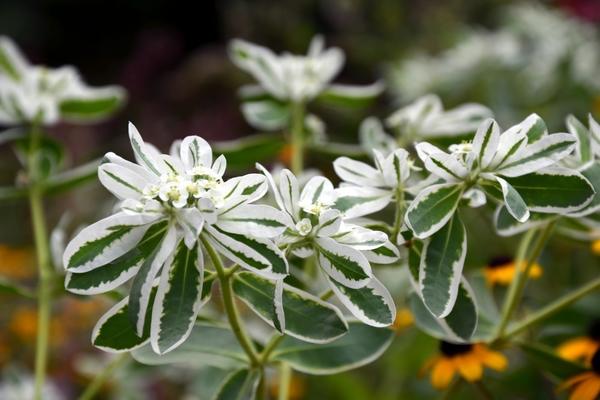 Euphorbia marginata