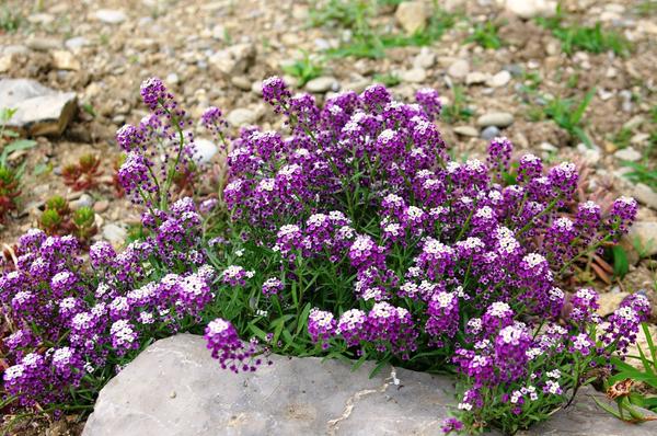 Lobularia primaria nastavlja cvjetati početkom zime. Fotografija autora