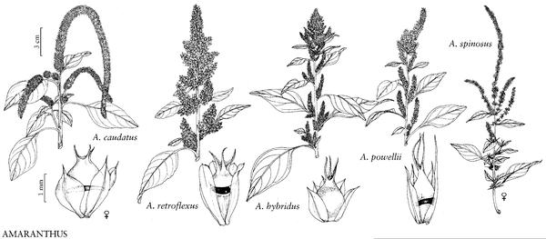 Vrste cvatova amaranta. Slika s beta.floranorthamerica.org