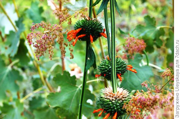 Leonotis - okrugle ljepotice za okruglu vikendicu, fotografija autora