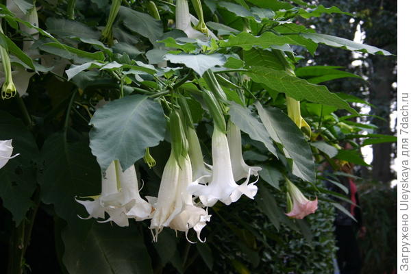 Brugmansia mirisna