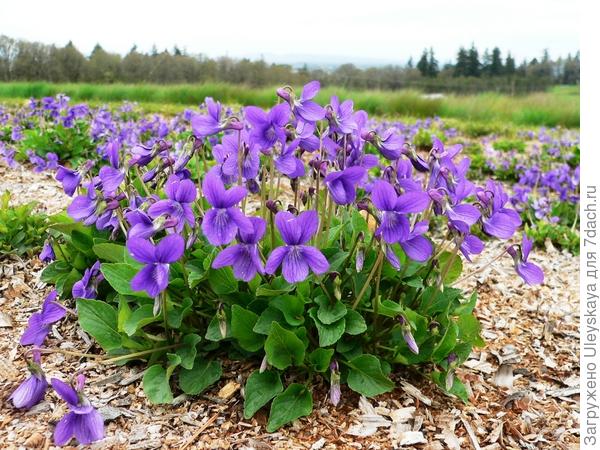 Višegodišnja ljubičica je kukasta i zakrivljena. Fotografija s heritageseedlings.com