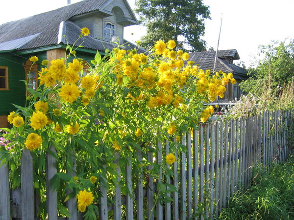 Rudbeckia secirana, zlatne kuglice - neizostavan detalj ruskog vrta