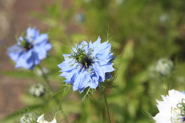 Crnica damaska ​​(Nigella damascena)