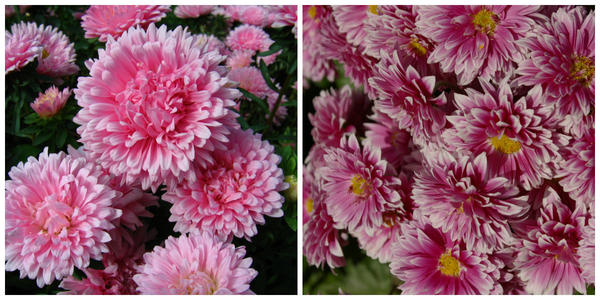 Aster ili Callistephus chinensis, fotografija autora. Vrtna krizantema Emily, fotografija autora