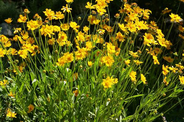 Coreopsis cvjeta na otvorenom prostoru. Fotografija autora