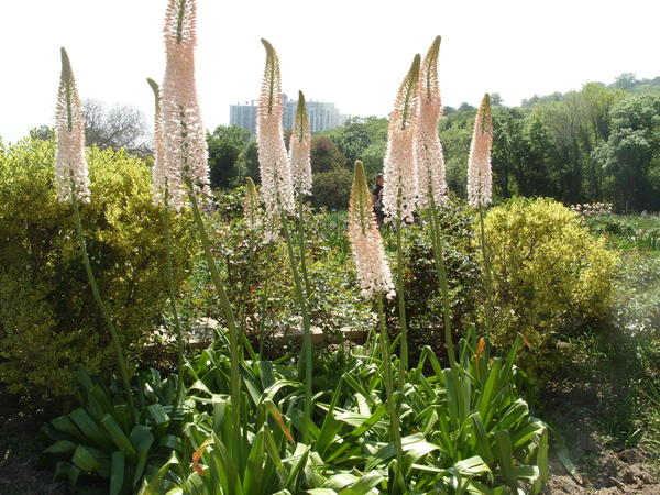 Eremurus cvjeta