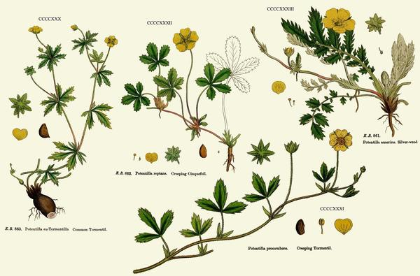 Kako razlikovati cinquefoil uspravno od ostalih vrsta cinquefoil. Ilustracija sa stranice zapisitetereva.blogspot.com