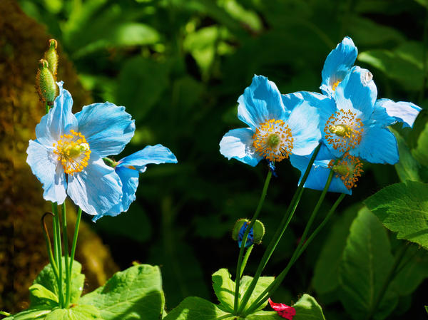 Meconopsis alphabetifolia