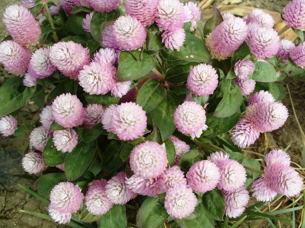 Sferna Gomphrena bit će skladna u okrugloj dači, fotografija autora