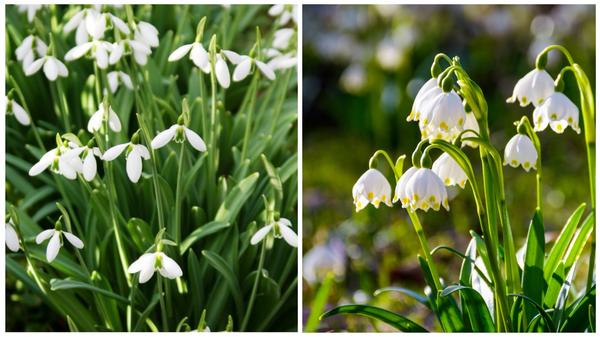 Galanthus foldata, fotografija autora. Proljetna bjelica