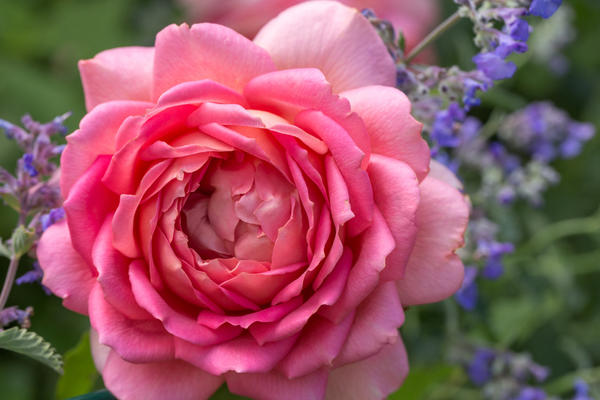 Mačja metvica je najvrijednije okruženje za ruže. Izvrsna zamjena za lavandu koja voli toplinu