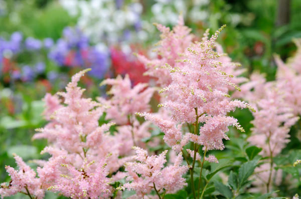 Astilbe