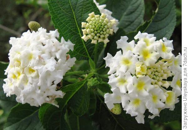 Lantana camara sorta White Dwarf stranica za fotografije rdsochi.ru