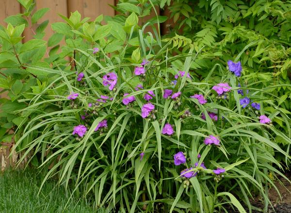 Tradescantia vrt