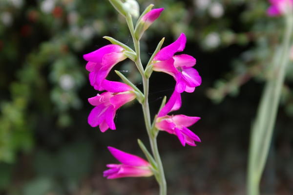 Gladiolus Bizantski - glasnik svibnja-lipnja, fotografija autora