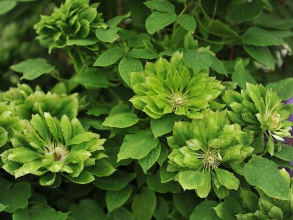 Clematis Green Passion