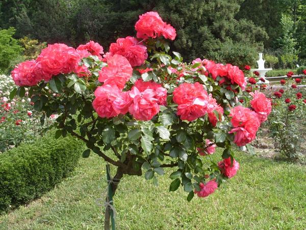 Romantična ruža Rosarium Uetersen
