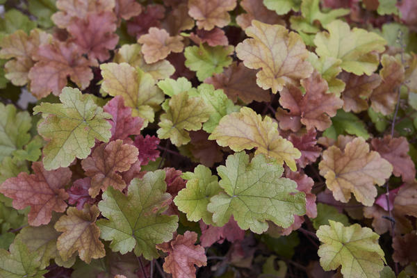 Heuchera