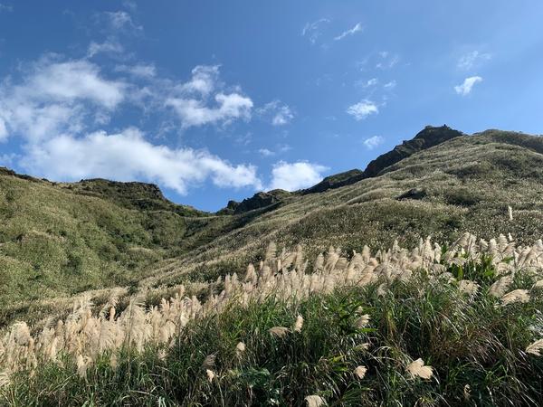 Miscanthus chinensis u prirodi