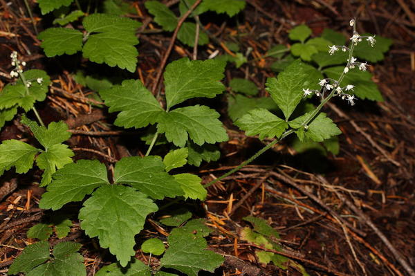 Tiarella trifolia. Fotografija s wikipedia.org