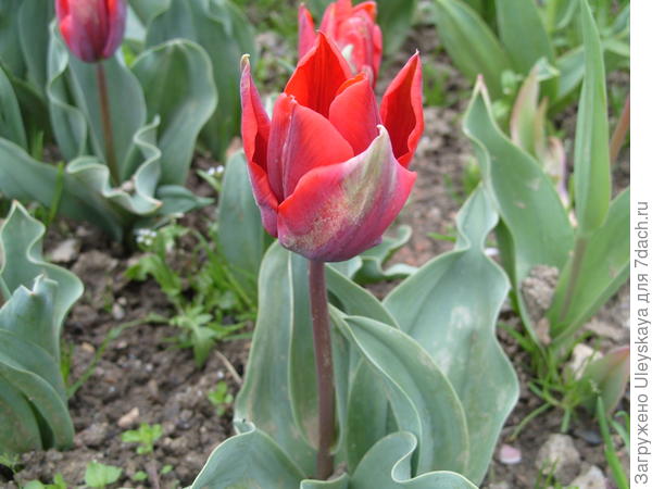 Sorta tulipana Couler Cardinal