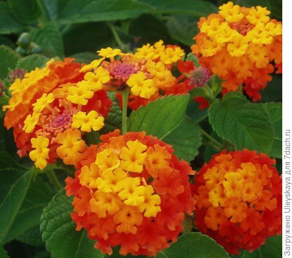 Lantana camara sorta Miss Huff, fotografija s www.pinterest.com